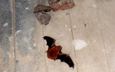 Bat photo