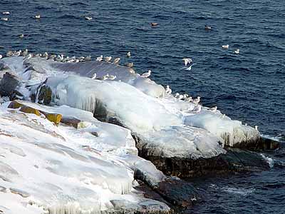 Seagulls on ice